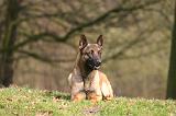 MALINOIS 1115